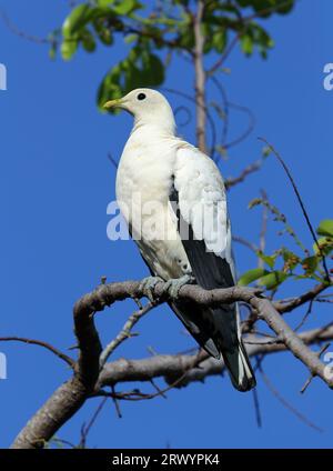 Piccione imperiale torresiano, piccione noce moscata, piccione noce moscata bianco, piccione imperiale pied australiano, piccione dello stretto di Torres (Ducula spilorrhoa), seduto Foto Stock