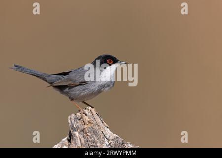 Parula sarda (Sylvia melanocephala), maschio su un ceppo d'albero, Spagna Foto Stock