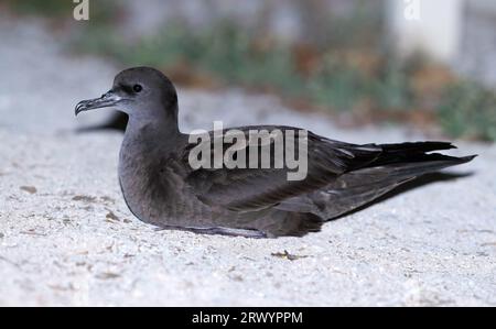 Shearwater dalla coda di cuneo (Ardenna pacifica, Puffinus pacificus), che riposa sul terreno in una colonia., Australia, Lady Elliot Island Foto Stock