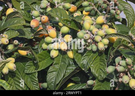 Loquat, prugna giapponese (Eriobotrya japonica), frutta su un ramo, Isole Canarie, la Palma Foto Stock