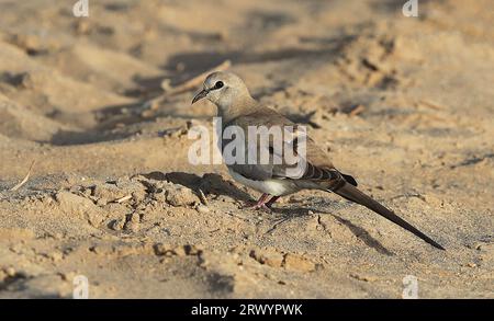 Namaqua dove (Oena capensis), femmina in piedi per terra in un'area desertica, Oman Foto Stock