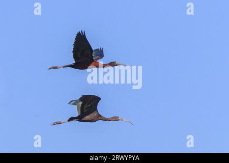 Glossy ibis (Plegadis falcinellus), due ibi in volo, Spagna, Naturpark El Hondo Foto Stock