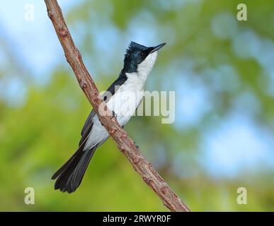 Paperbark Flycatcher (Myiagra nana), maschio seduto su una filiale, Australia, Queensland Foto Stock