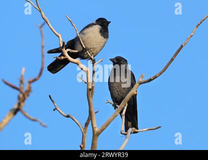 Jackdaw di Dauriano (Corvus dauuricus, Coloeus dauuricus), adulto e immaturo su un albero, Mongolia Foto Stock