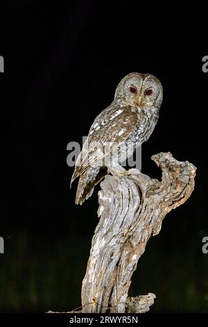 Gufo tawny eurasiatico (Strix aluco), seduto sull'albero morto, Spagna, Estremadura, Salorino Foto Stock