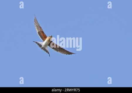 Pratincole collared (Glareola pratincola), in volo, Spagna, Natur Park El Hondo Foto Stock