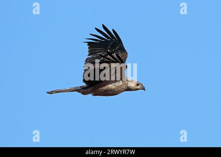 Fischio, aquila di Whistling, falco di Whistling (Haliastur sphenurus, Milvus sphenurus), in volo, Australia, Queensland Foto Stock