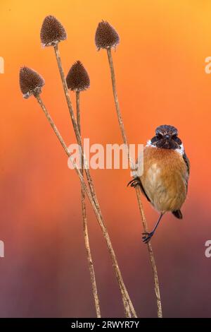 Stonechat comune (Saxicola rubicola, Saxicola torquata rubicola), maschio in una cesta di luce mattutina, Italia, Toscana Foto Stock