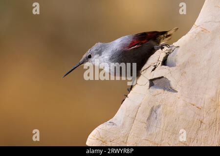 Wallcreeper (Tichodroma muraria), sulla scogliera, Italia, Toscana Foto Stock