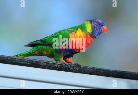 Lorikeet di cocco, lorikeet dalla pappa verde (Trichoglossus haematodus moluccanus, Trichoglossus moluccanus), sitting, Australia, Queensland, Emerald Foto Stock