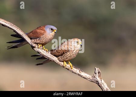 Gheppio minore (Falco naumanni), coppia seduto su un ramo, Spagna, Estremadura Foto Stock