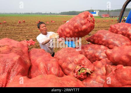 Contea di Luannan, Cina - 5 luglio 2023: Gli agricoltori raccolgono patate nei campi. Foto Stock