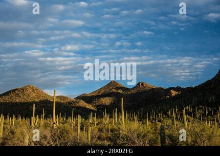 Il sole serale mette in evidenza Un campo di Saguaro con il lato della collina che cade all'ombra nel Parco Nazionale del Saguaro Foto Stock