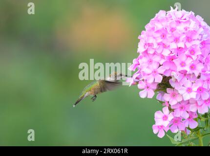 Colibrì dalla gola rubina che si libra e prende nettare da un alto fiore rosa Phlox, con sfondo verde Foto Stock