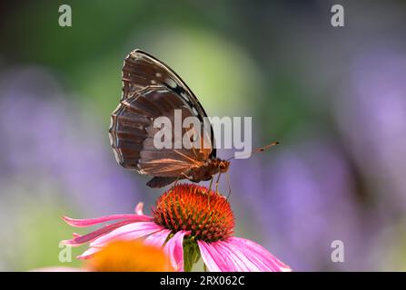 Femmina Diana Fritillary Butterfly che impollina un fiore viola nel giardino primaverile Foto Stock