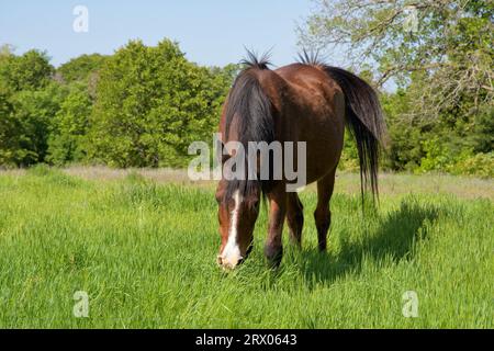 Vecchio cavallo arabo della baia rossa che in primavera mangia felicemente una lussureggiante erba verde Foto Stock