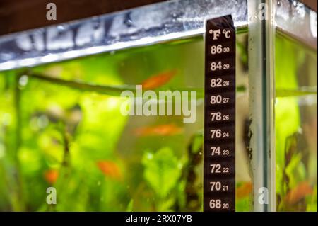 Termometro in vetro per acquario