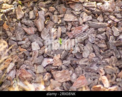 Consistenza di un pacciame di corteccia di pino utilizzato per l’orticoltura per prevenire la crescita delle erbacce e arricchire il terreno. Zero rifiuti, giardinaggio organico. Letti in giardino con pino Foto Stock