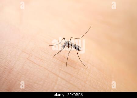 Aedes albopictus ingerisce sangue umano Foto Stock