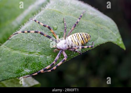 Argiope bruennichii allo stato selvaggio Foto Stock