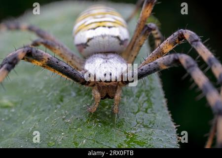 Argiope bruennichii allo stato selvaggio Foto Stock