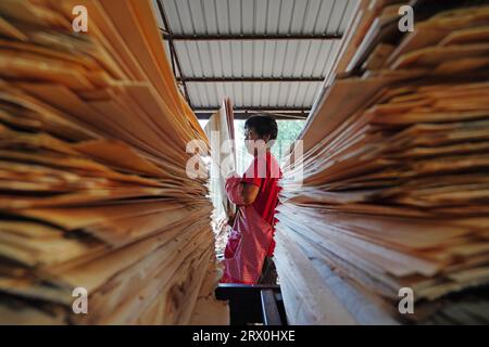 Contea di Luannan, Cina - 30 agosto 2022: I lavoratori spostano i trucioli di legno in un impianto di lavorazione dei trucioli di legno. Foto Stock