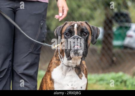Bellissimo Boxer Dog tedesco seduto di fronte al gras verde in un parco che sembra carino. Foto Stock