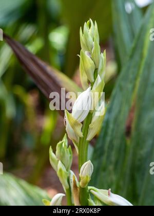 Pianta di orchidea palude, Phaius Tankervilleae, un unico stelo verde di gemme bianche, giardino costiero australiano Foto Stock