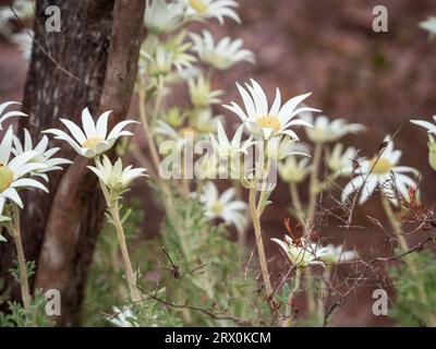 Una massa di fiori di flanella bianchi cremosi, fanno un'esposizione mozzafiato che fiorisce in un giardino australiano Foto Stock