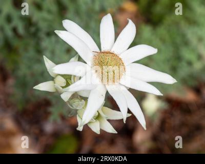 Primo piano dei fiori di flanella bianchi cremosi, in un giardino australiano Foto Stock