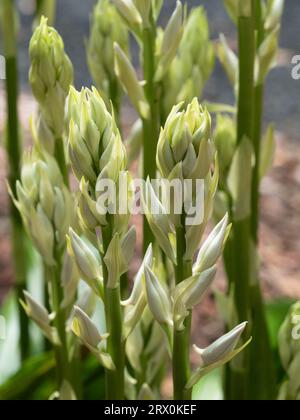 Pianta di orchidea palude, Phaius Tankervilleae, molti alti gambi verdi di gemme bianche illuminate dal sole, giardino costiero australiano Foto Stock