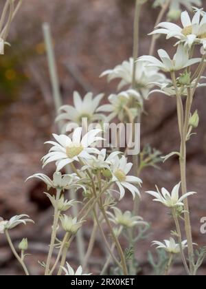 Fiori di flanella bianchi cremosi, steli grigi color argento, in un giardino australiano Foto Stock