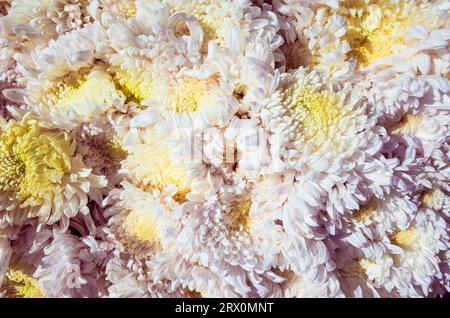 Sfondo con fiori di crisantemo - colore rosa e giallo tenue Foto Stock