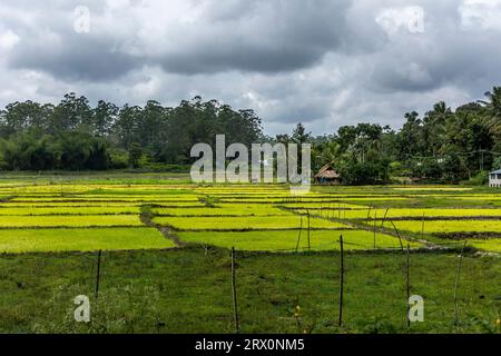 Splendida vista sul verde dalle strade dell'autostrada del Kerala. Foto Stock