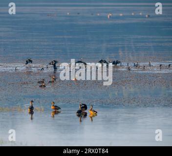 Tranquil Harmony: Le anatre minori si riuniscono con grazia in un tranquillo laghetto di acqua dolce Foto Stock