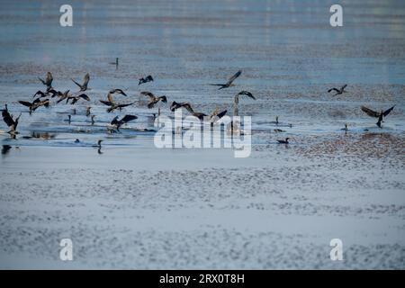 Tranquil Harmony: Le anatre minori si riuniscono con grazia in un tranquillo laghetto di acqua dolce Foto Stock