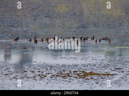 Tranquil Harmony: Le anatre minori si riuniscono con grazia in un tranquillo laghetto di acqua dolce Foto Stock