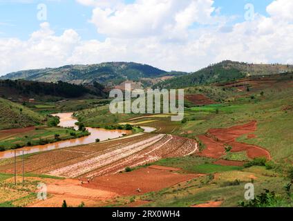 Coltivazione di risaie nel Madagascar centro-orientale. Foto Stock