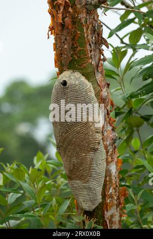 Warrior Wasp - Synoeca sp nist on Tree, Synoeca è un genere di vespe di carta eusocial che si trovano nelle foreste tropicali delle Americhe. Sabanas, Costa Rica Foto Stock