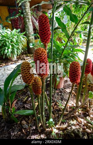 Zingiber spettrabile Griff, specie di vero fiore ornamentale di zenzero in giardino. Originario del sud-est asiatico. Orosi, stabilimento della Costa Rica Foto Stock