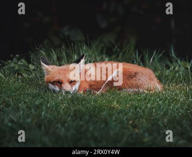 Una volpe rossa che si rilassa su un prato erboso in campagna. Foto Stock