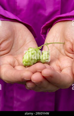 Un rametto di luppolo in mano. Il concetto luppolo raccolta, ingrediente per la produzione di birra.luppolo verde per birra. Donna che tiene luppolo coni Foto Stock