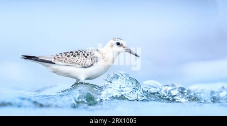 Calidris alba arenaria sabbiosa cammina in acqua e cerca di cibo nelle onde, la foto migliore. Foto Stock