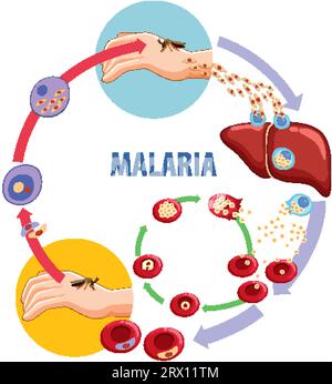 Impara a conoscere il ciclo di vita della malaria attraverso un'interessante illustrazione di cartoni animati vettoriali Illustrazione Vettoriale