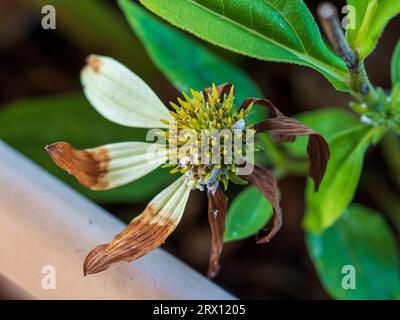 Fiore a cono morente con metà dei suoi petali che diventano marroni, che si arricciano e si spezzano, al centro giallo Foto Stock