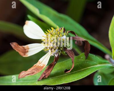 Fiore a cono morente con metà dei suoi petali che diventano marroni, che si arricciano e si spezzano, al centro giallo Foto Stock