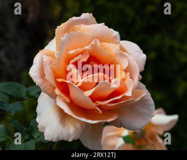 Rosa di colore arancio albicocca in fiore Foto Stock