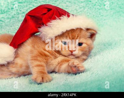 Un gattino di zenzero che indossa il cappello di Babbo Natale adagiato su una coperta verde Foto Stock