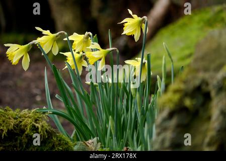 Primo piano di un mazzo di gialli Daffodils (Narcissus) Flowers in the Woods nel terreno di Lytham Hall nel Lancashire, Inghilterra, Regno Unito. Foto Stock