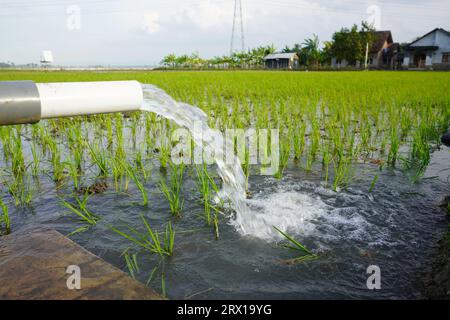 Le piante di frumento vengono irrigate da un getto d'acqua. Irrigazione dei campi di riso mediante pozzi a pompa con la tecnica di pompaggio dell'acqua dal terreno al flusso Foto Stock